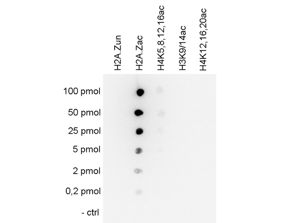 Cross reactivity test using Anti-Histone H2A.Zac pan